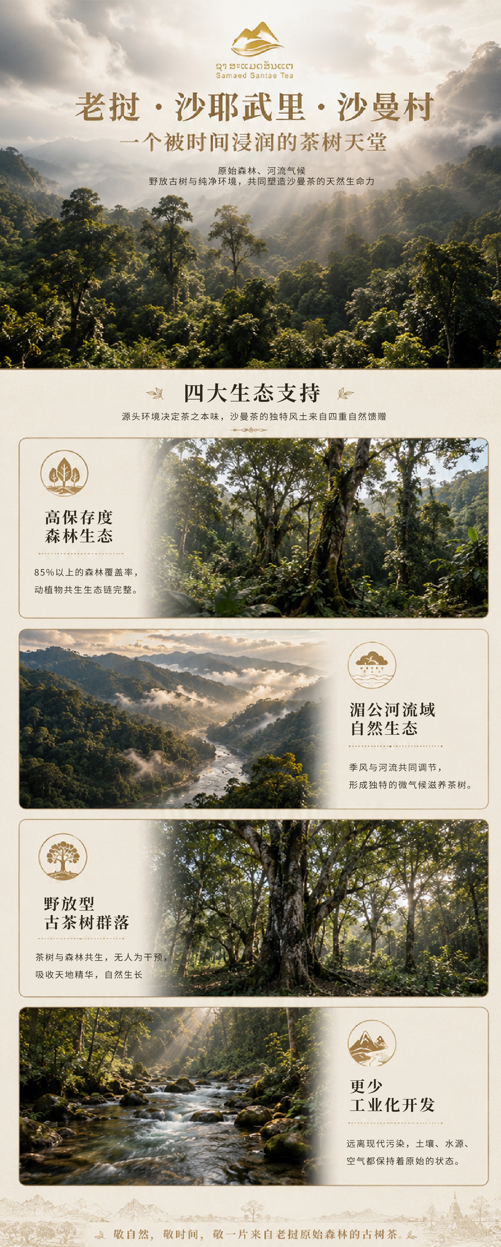 古树茶产品详情第 4 张
