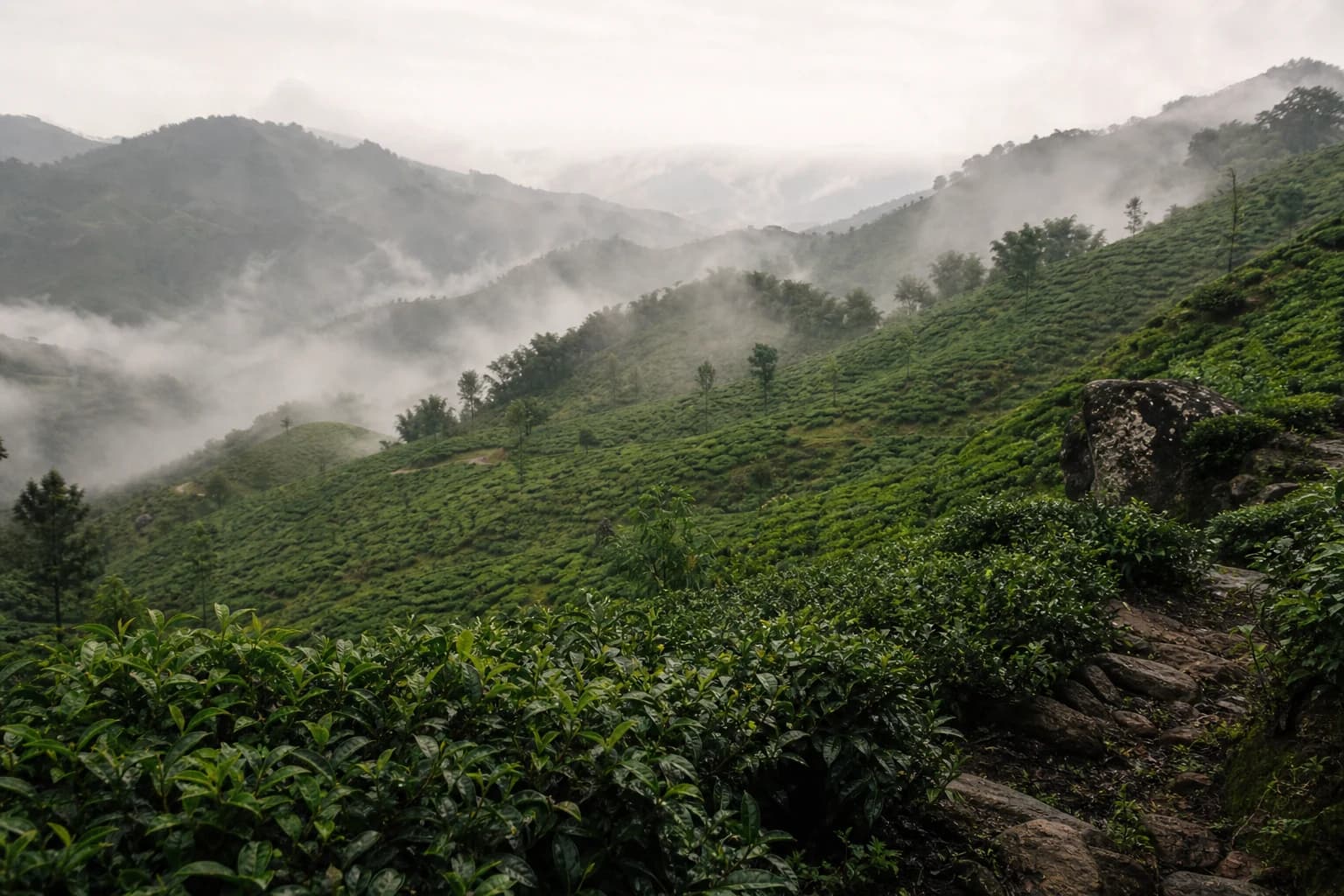老挝高地山林晨雾